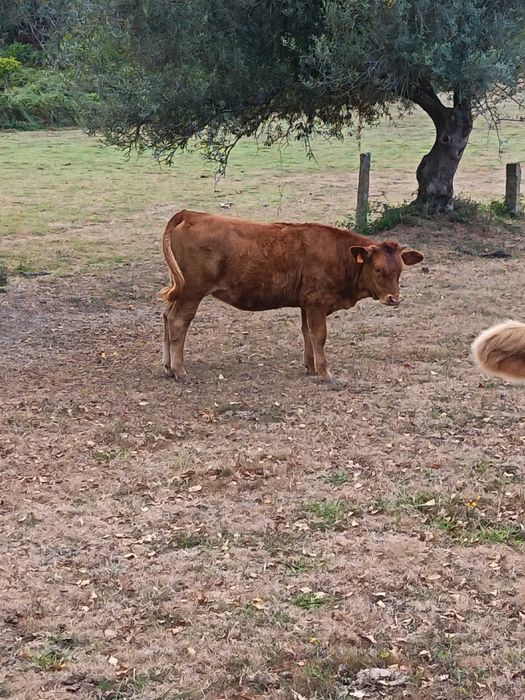 Vende-se touros.