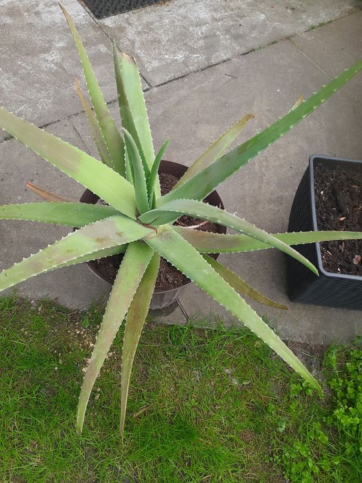 Duży aloes vera.Warszawa Ursynów Yuki