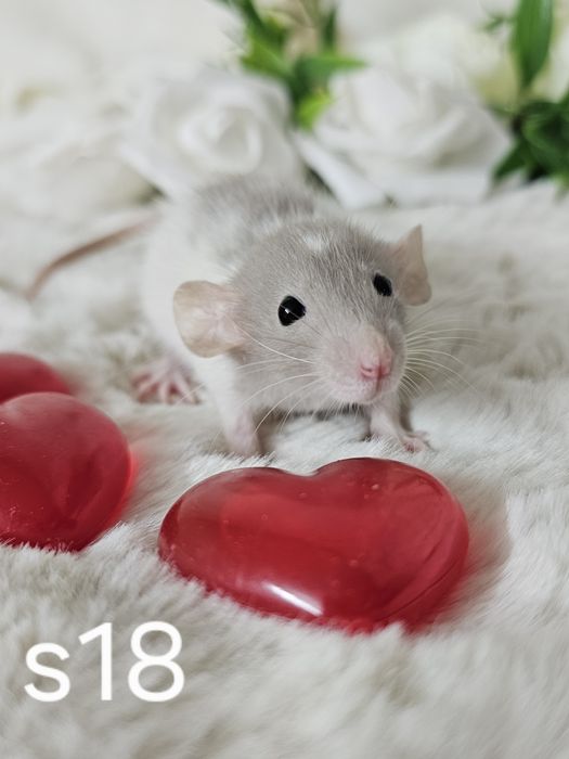 Szczur szczury szczurki mądre maluszki