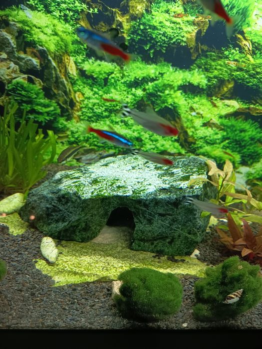 Akwarium grota kryjówka zbrojnik glonojad