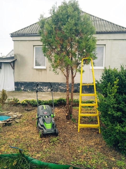 Туя брабант на штамбе