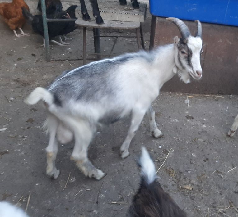 Козлики Ламанча. Кози.