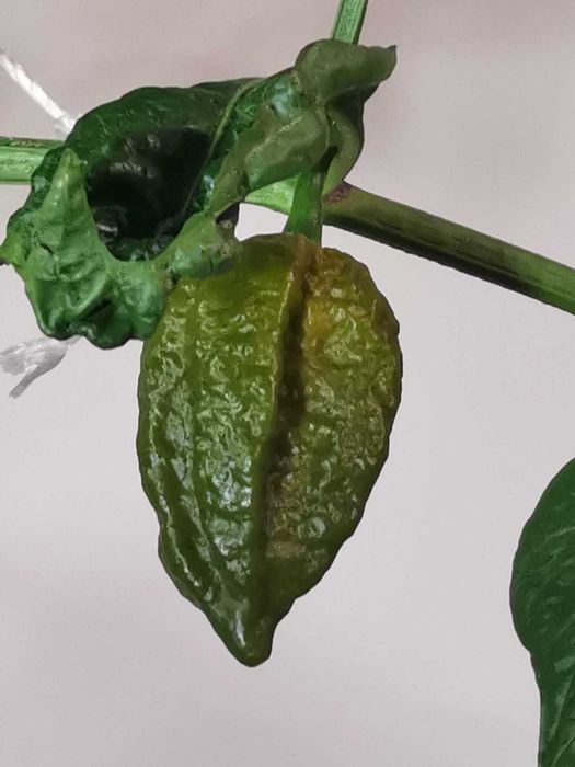 Ekstremalnie ostra świeża papryka - okaz kolekcjonerski