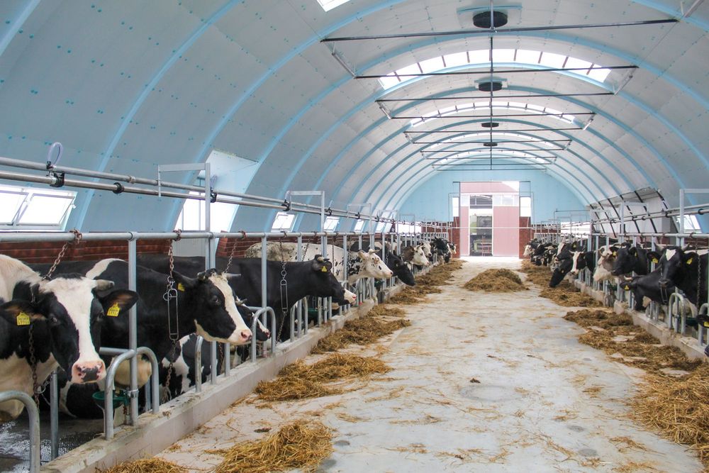 Płyty Izolacyjne Ociepleniowe Styrodur XPS AGRO Podbitka Podsufitka