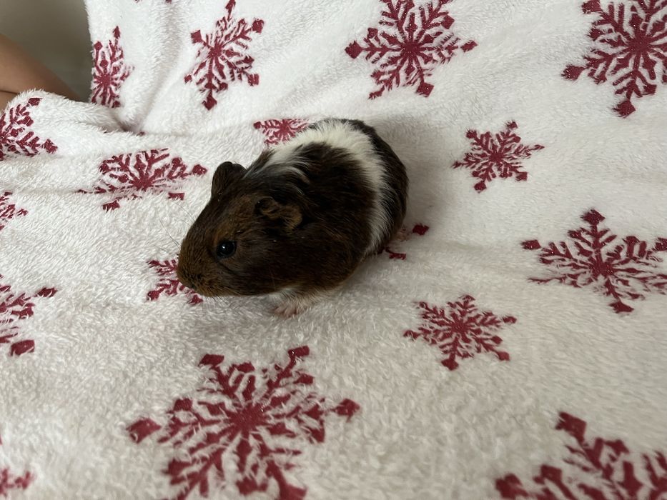 Oddam za darmo dwie seinki morskie samce