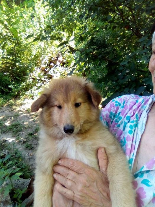 Цуценята Коллі довгошерстий 3 міс