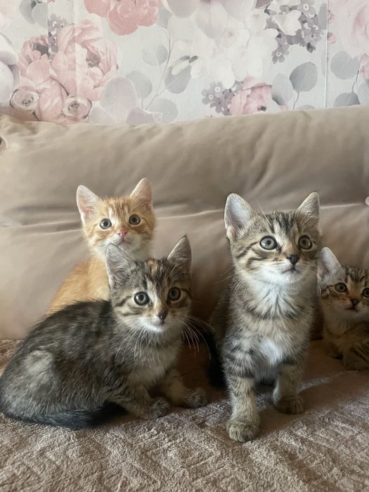 Mam do rozdania kotki za darmo oddam w dobre rece