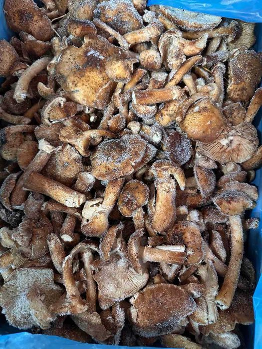 Шампіньйони. Гриб опята, маслюки маслята