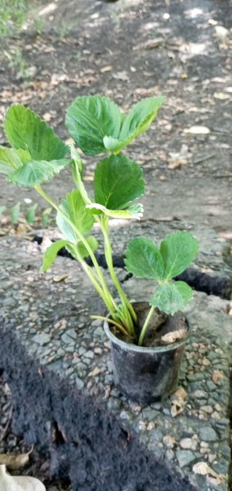 Полуниця саджанці...