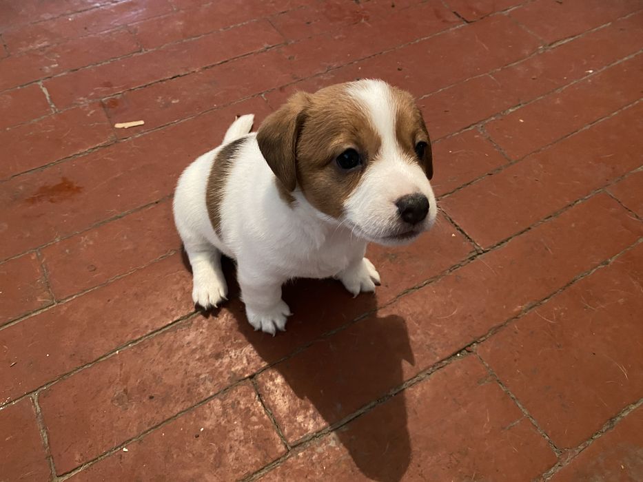 Цуценята Джек-Рассел Терєр