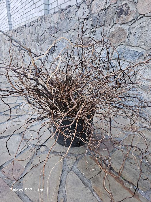 гілки верби  матсудана