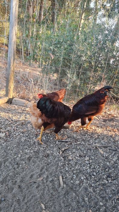 Galos Rhode Island Red