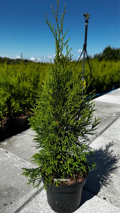 Туя смарагд 45-50см в горщику 2л