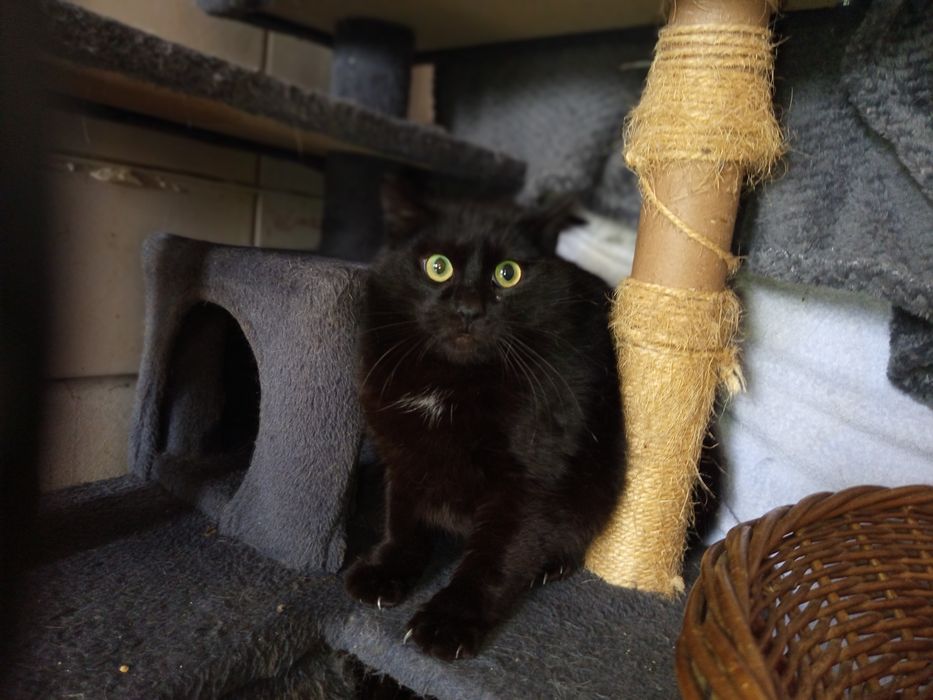 Czarnulek poleca się do adopcji