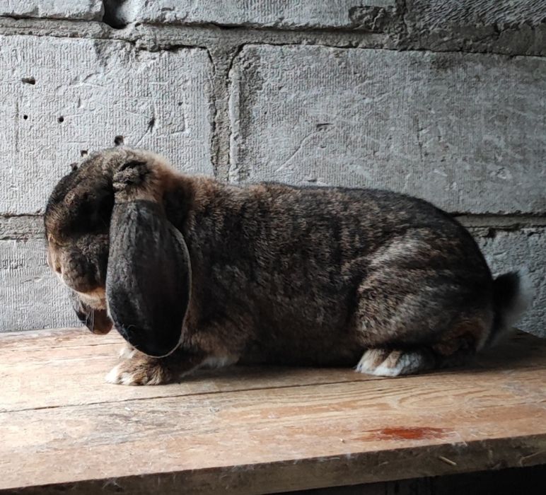 Króliki Francuski Baran Szary samiec samica rodowód
