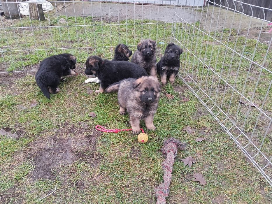 Szczeniak owczarka niemieckiego