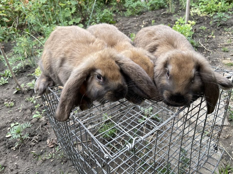 Французький баран