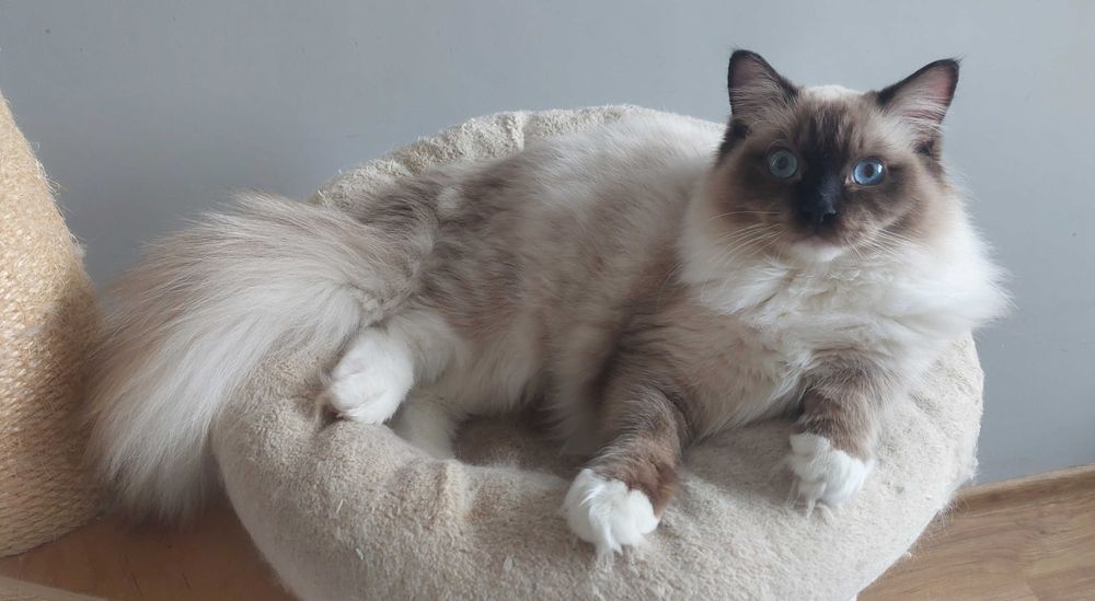 Inteligentny i Uczuciowy Ragdoll Seal Mitted | PZF, WCF