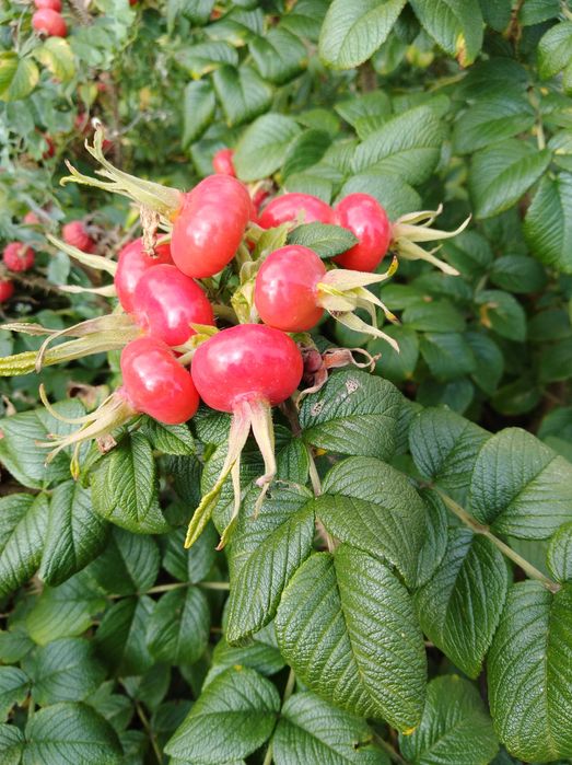 Róża rugoza  sadzonki roczne