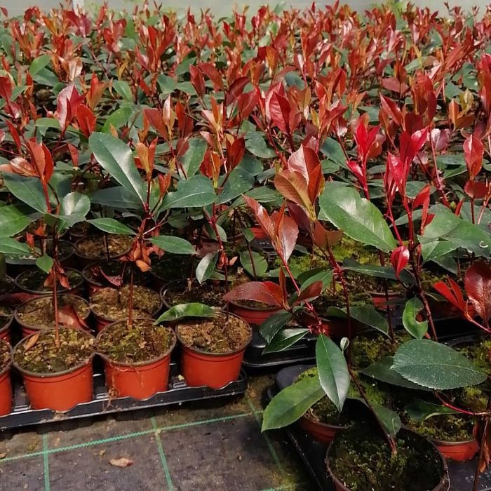 Photinia Red Robin 1L - Alt.50/70CM