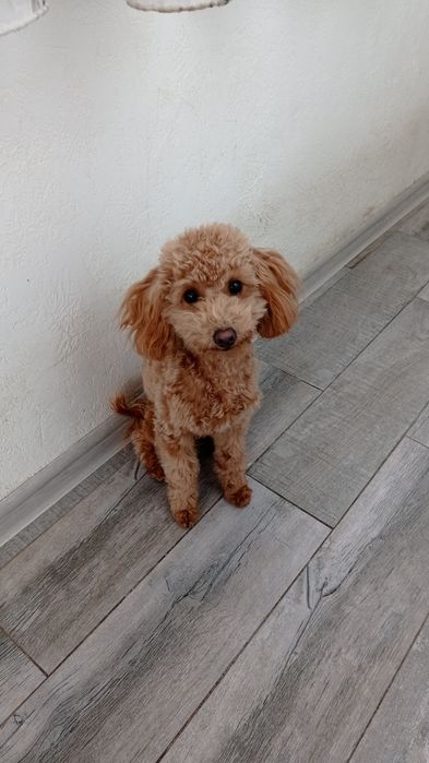 Чернівці є доставка Той пудель є мальтіпу ф 1