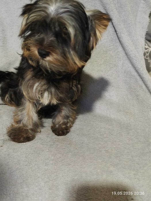 Yorkshire Terrier wesole  maluchy.