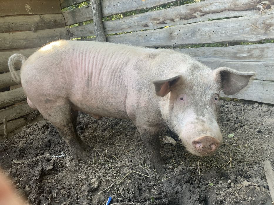 Поросяти льохи ландрас червонопояса