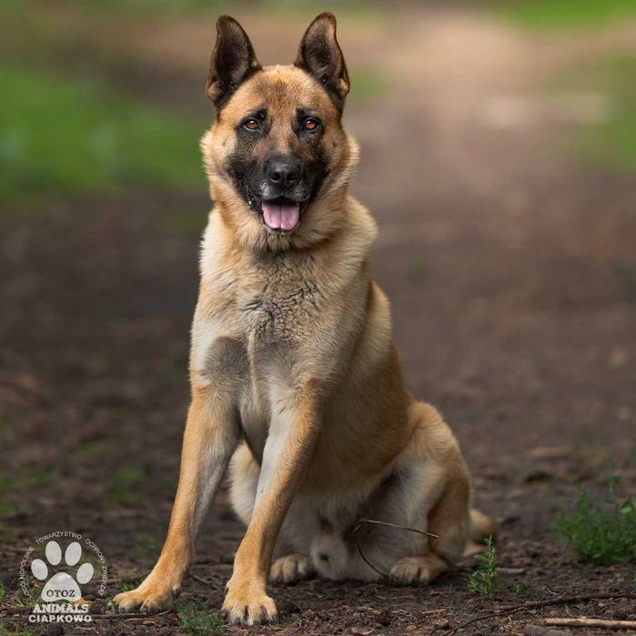 Byczek szuka doświadczonego domu! OTOZ Animals Ciapkowo