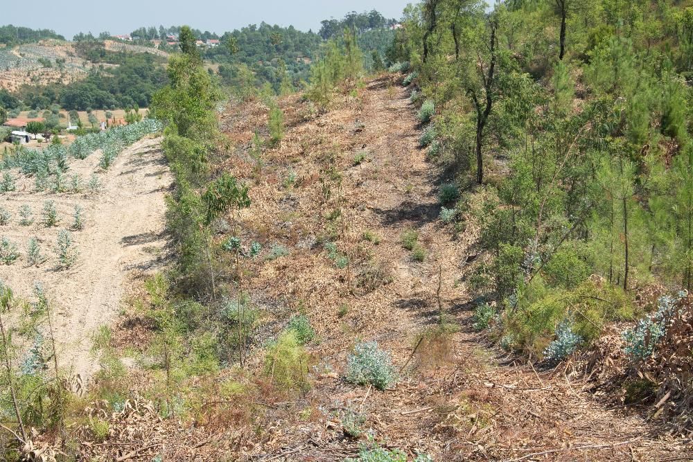 Vendo 5600 m2 em Abrantes