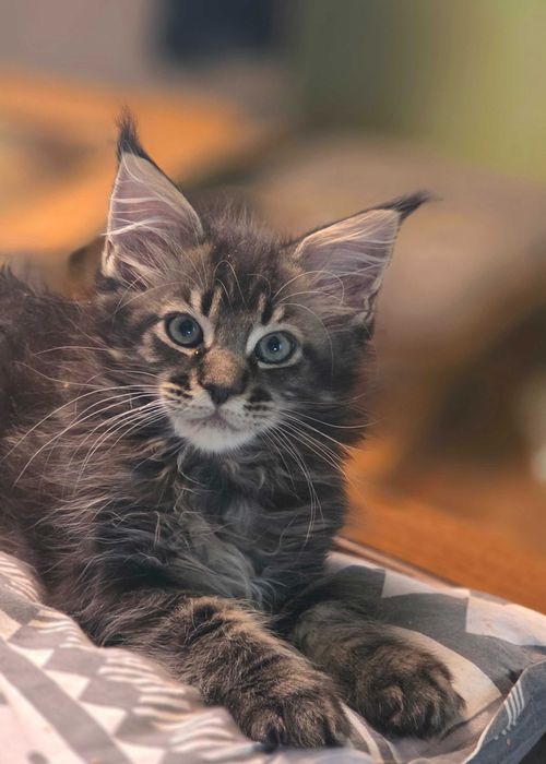 Śliczny kociak Maine Coon do rezerwacji rodowód FPL