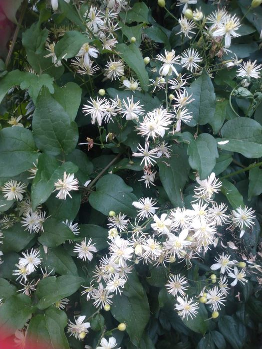 Садовые и комнатные растения