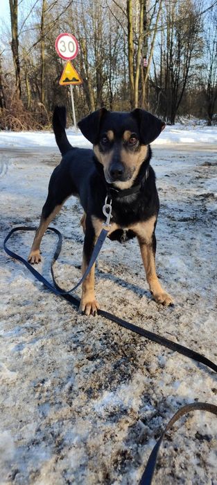 Uroczy i kochany mały Bobi szuka domu