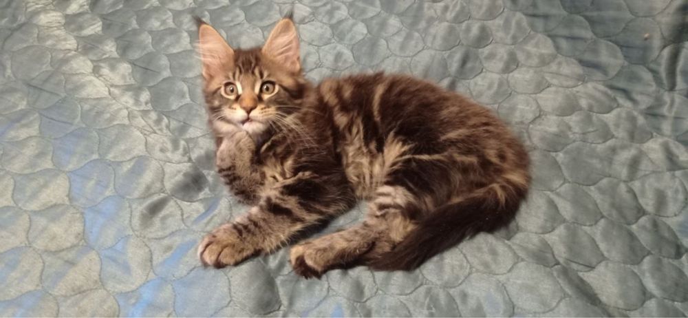 Чистокровные котята породы Мейн-Кун