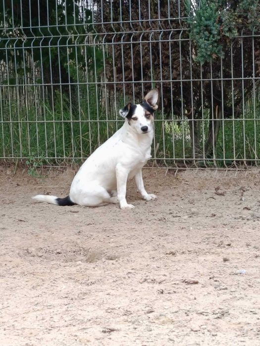 SMYK pies lękliwy adopcja schronisko