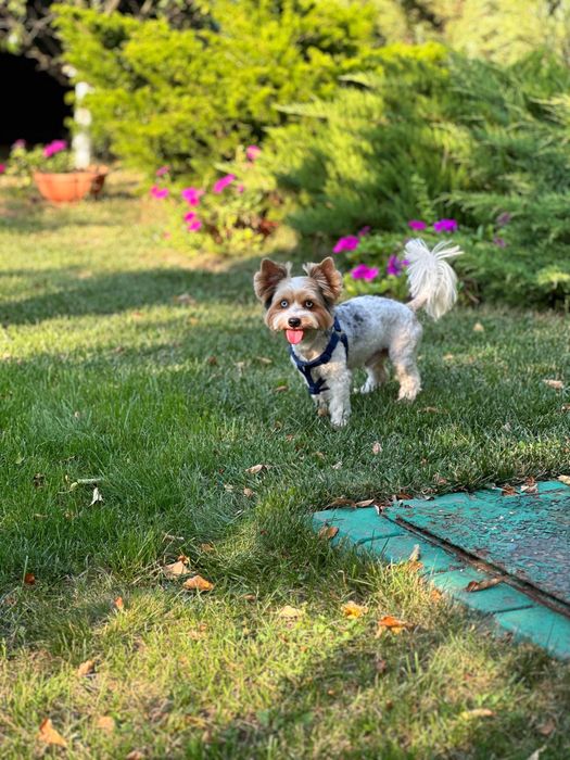 Вязка. Жених ищет невесту