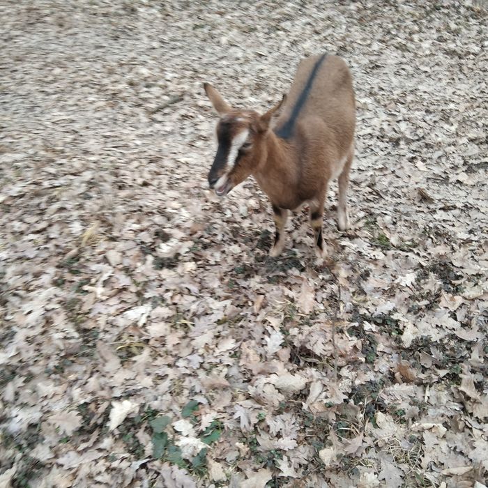 Чистокровні альпійські кози