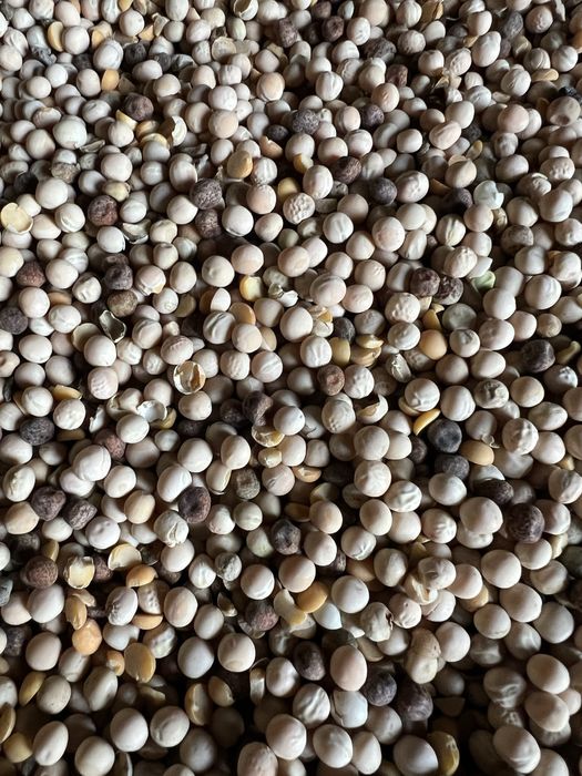 Groch żółty & czarny idealny poplon