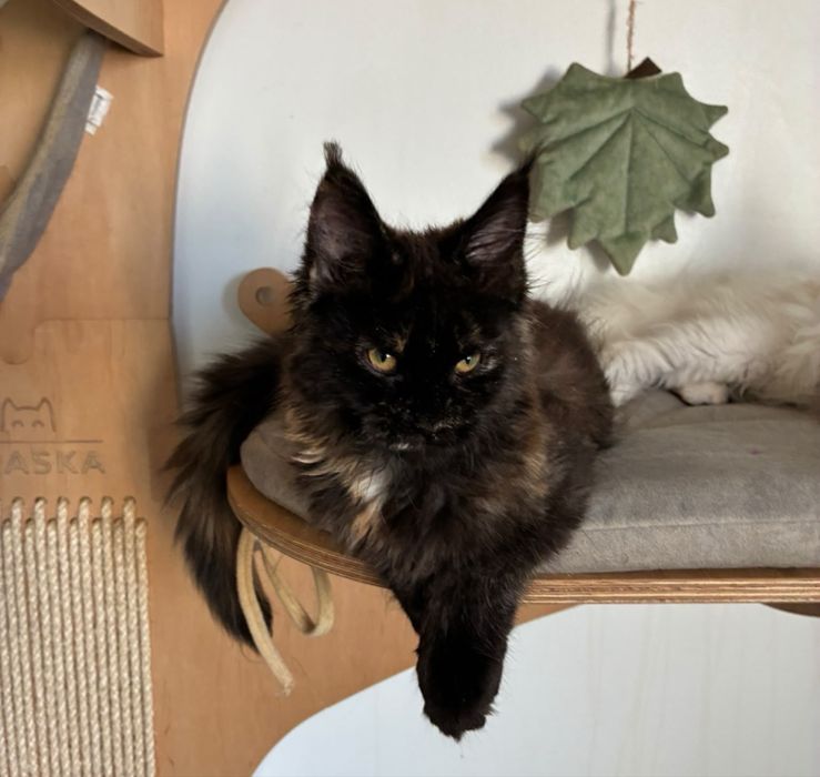 Kotka Maine Coon szylkretka