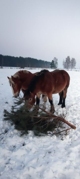 Konie zimnokrwiste księgi głòwne