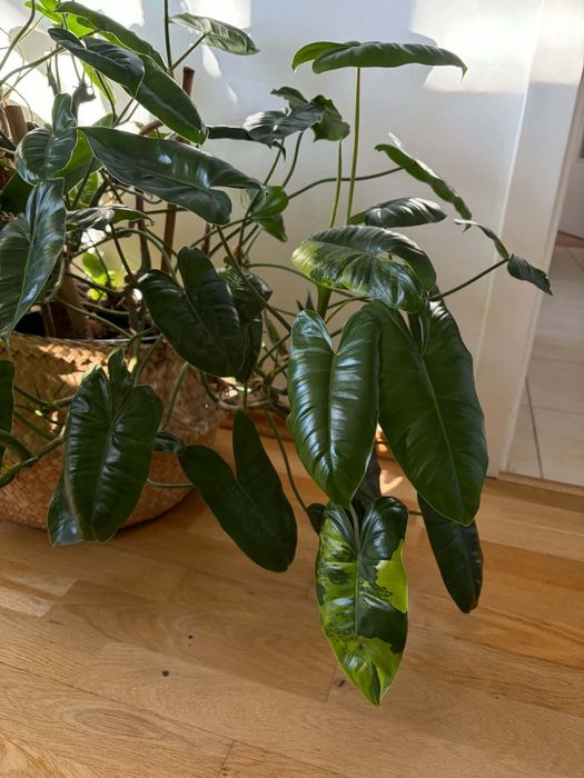 Philodendron Burle Marx Variegata