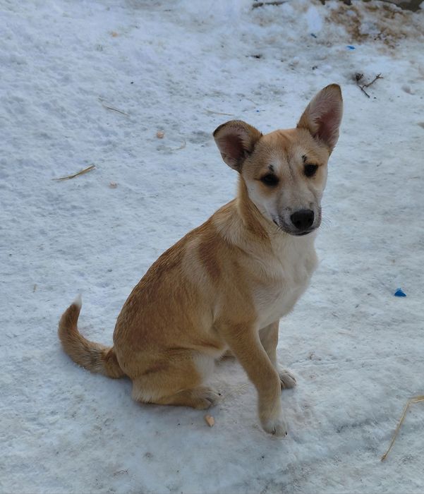 Дівчинці потрібна родина!