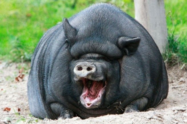 Поросята въетнамские