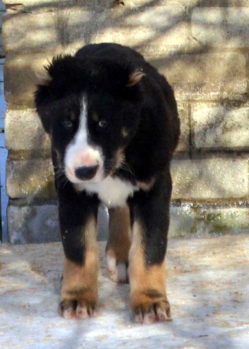 Красивый кобель среднеазиатской овчарки редкого окраса!