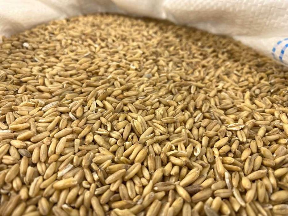 Kasza Owsiana Prozdrowotna Pęczak Wzmacniająca 20 KG bez Glifosatu