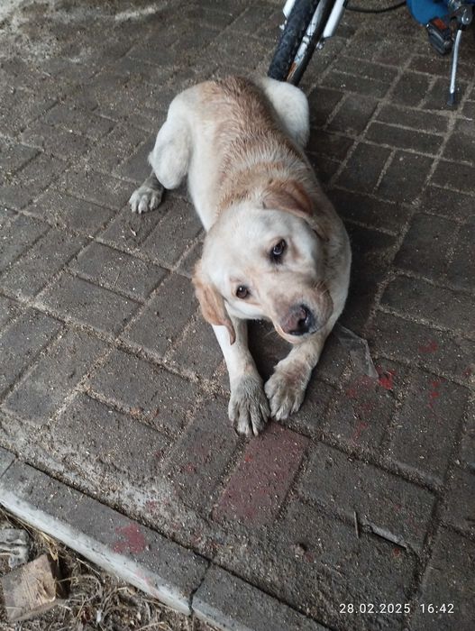 Oddam psa w dobre ręce