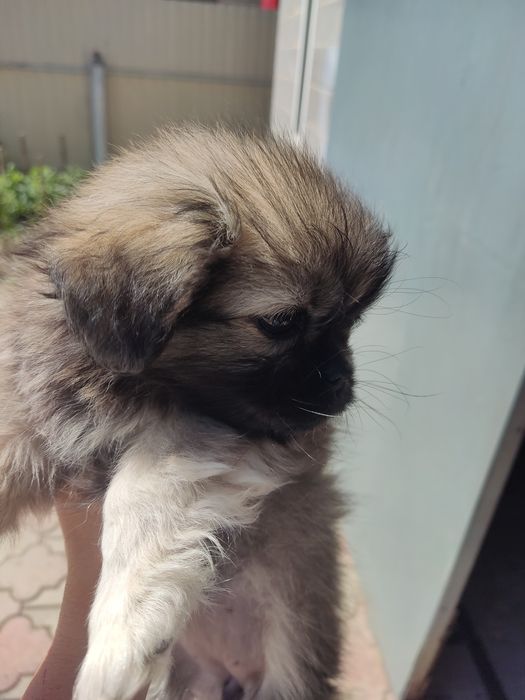 Продам цуценят королівського пекінеса