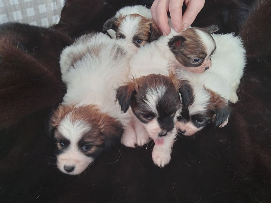 Щенки папильона бабочки