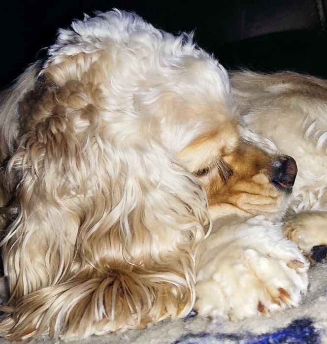 В'язка американський кокер спаніель