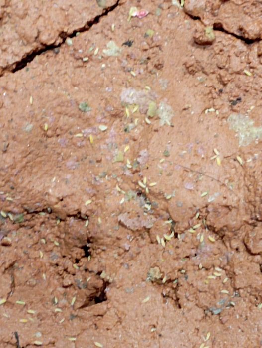 Żółte skoczogonki caratophysella yellow