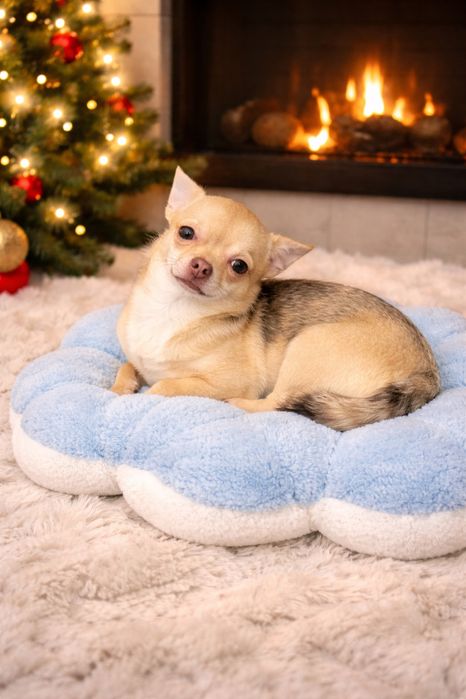 *SONIC* biszkoptowy chihuahua